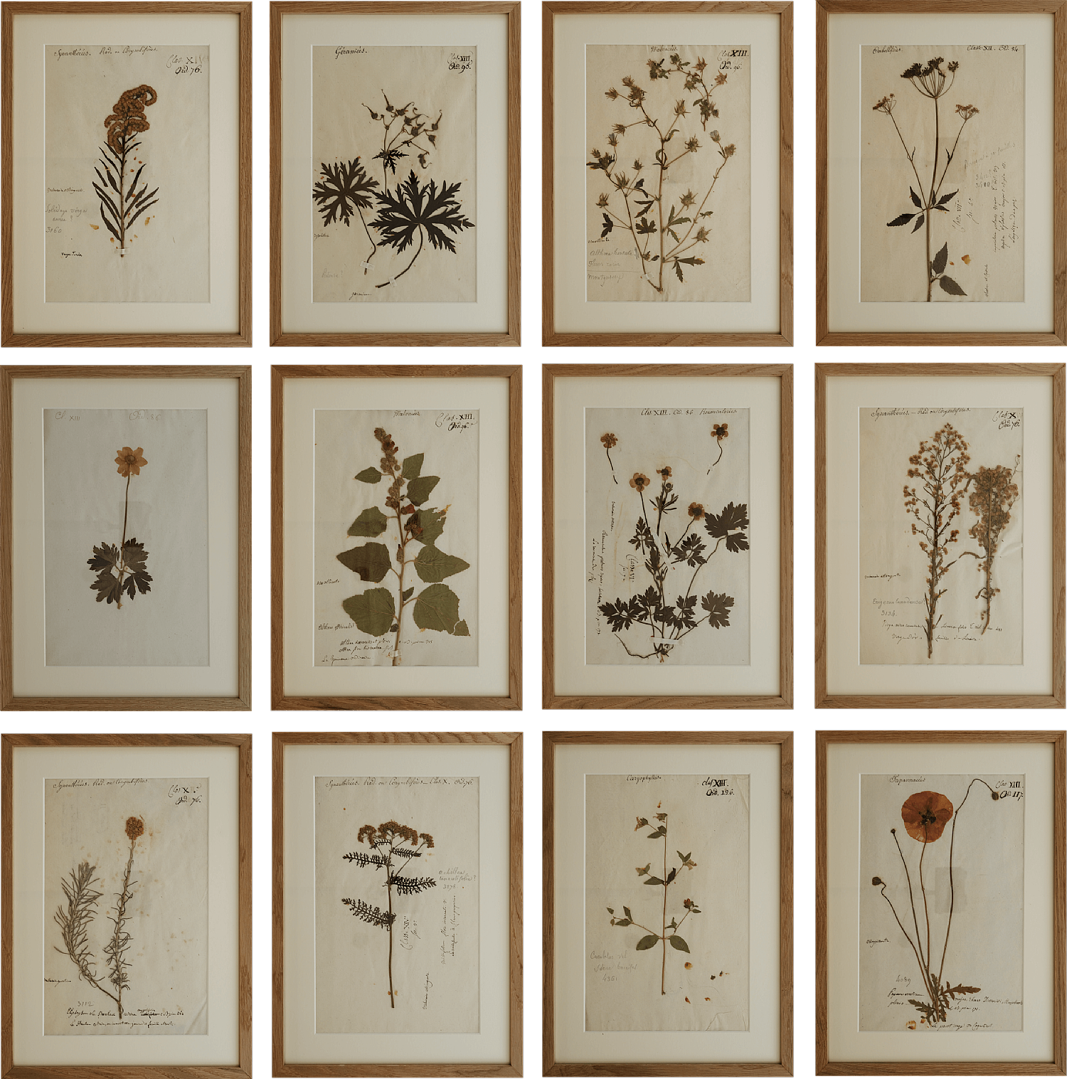 Set of 12 18th Century French botanical specimens